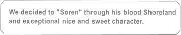 We decided to "Soren" through his blood Shoreland and exceptional nice and sweet character.